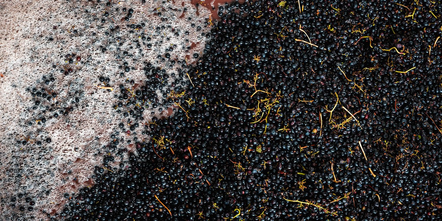 Fase della vendemmia