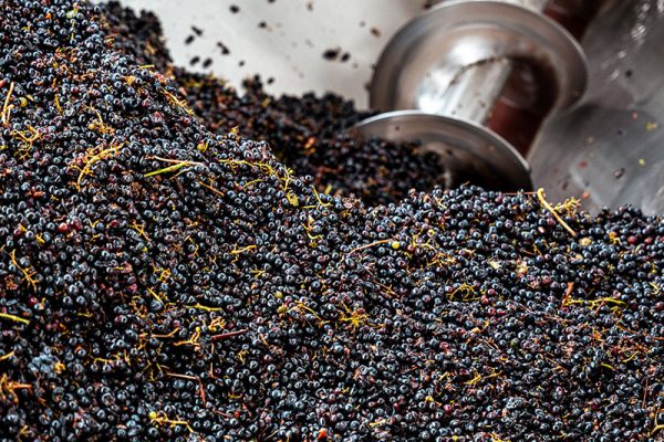 Fase della vendemmia