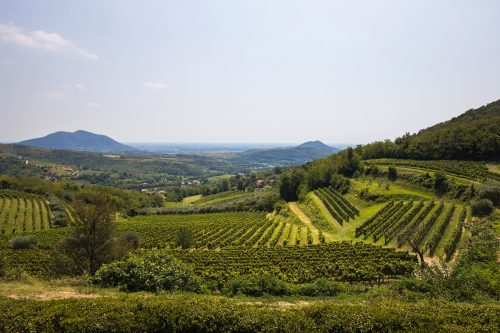 Vigneti e ulivetiColli Euganei