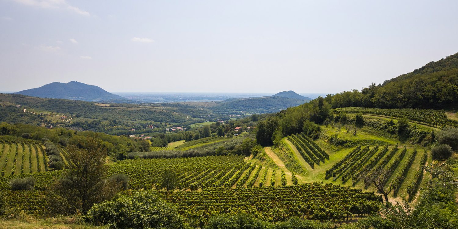 Vigneti e ulivetiColli Euganei