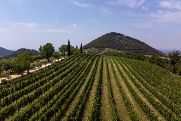 monte-fasolo-vigneti