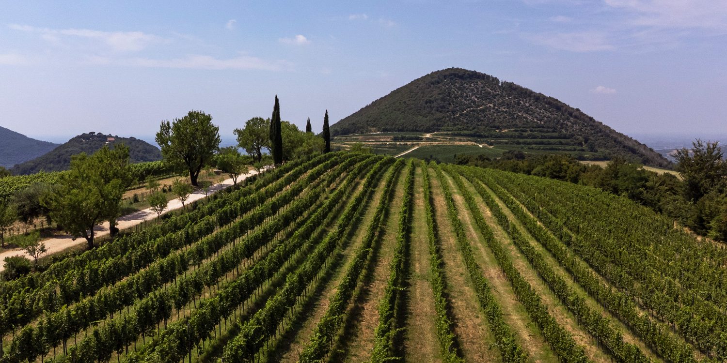 monte-fasolo-vigneti