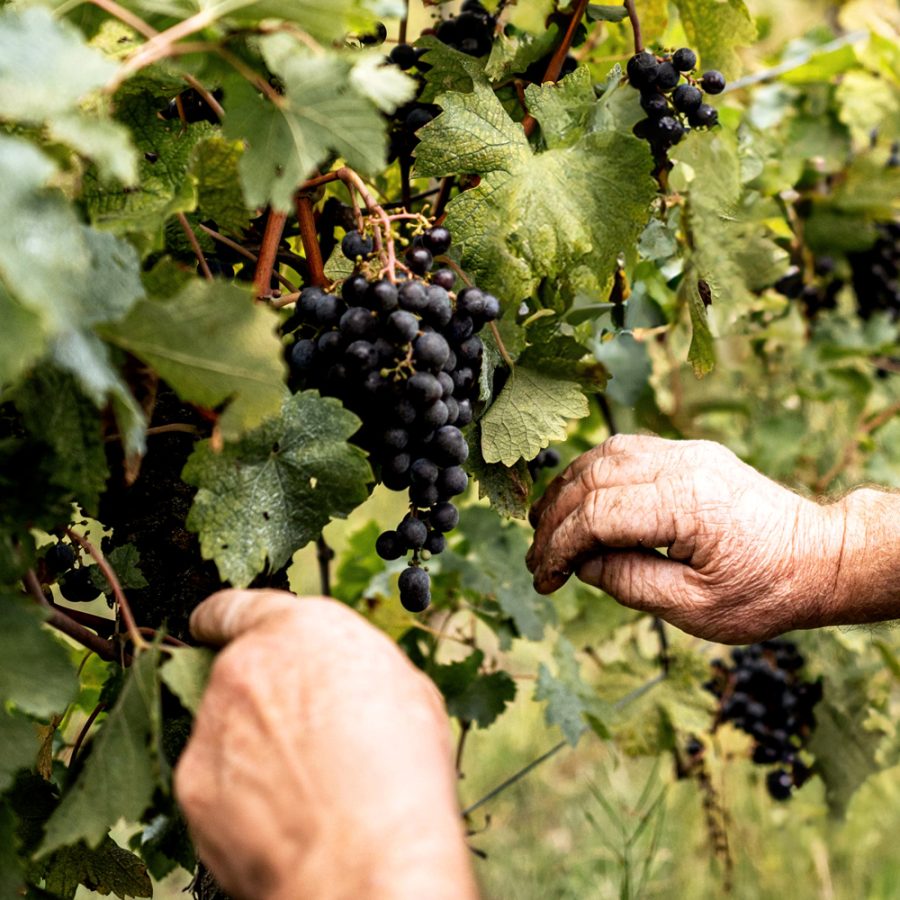 vendemmia-colli-euganei