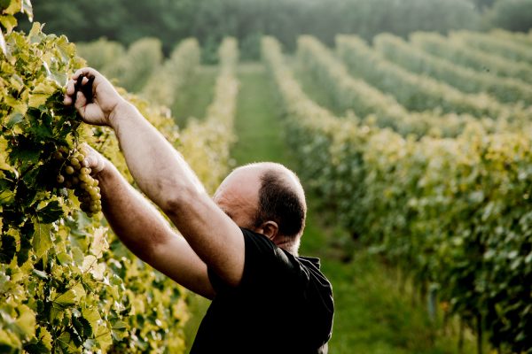 vendemmia-uva-bianca