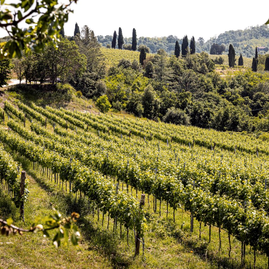 vigneti-cantina-levolpi