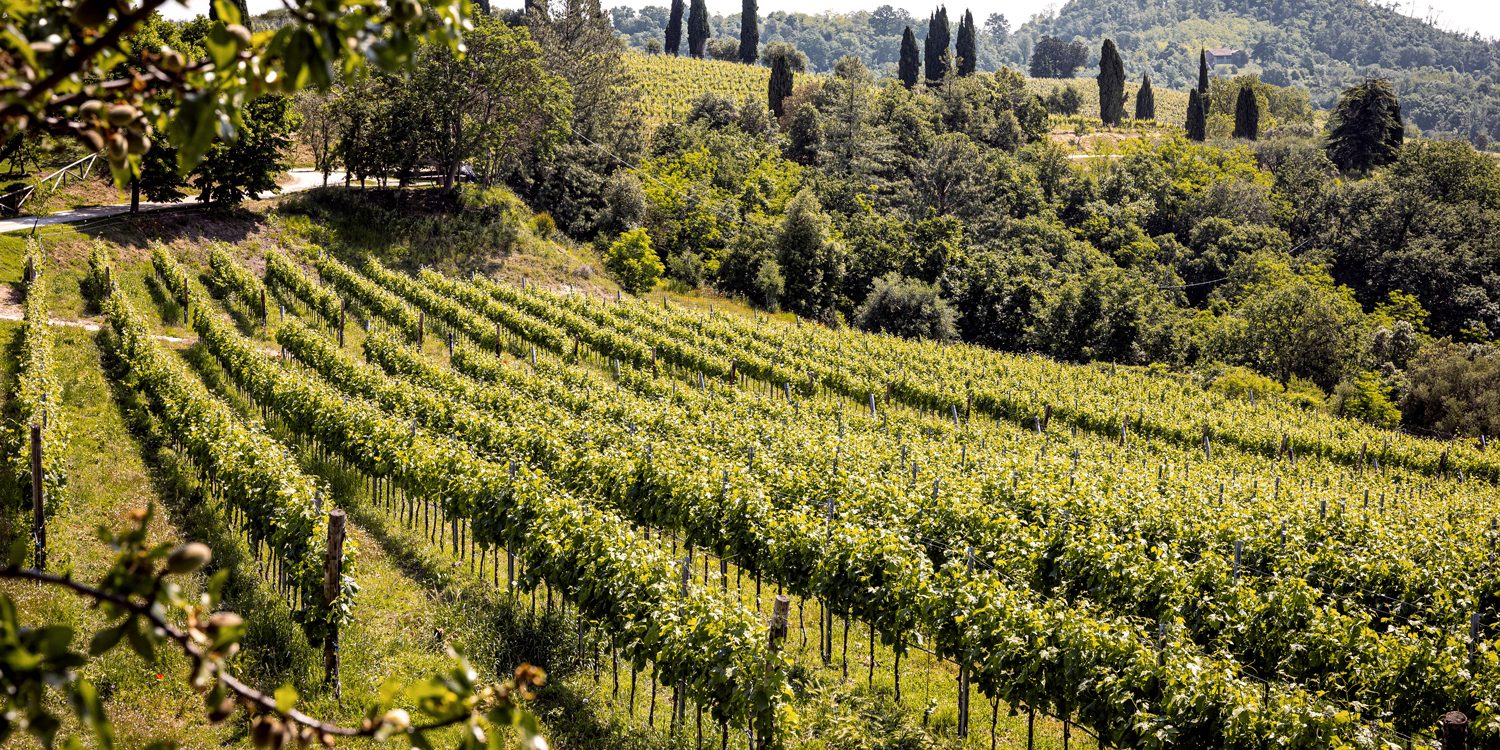 vigneti-cantina-levolpi