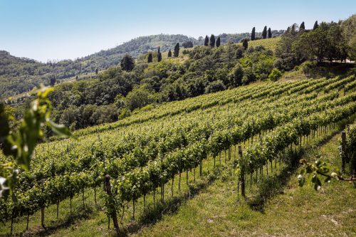 vigneti-colli-euganei