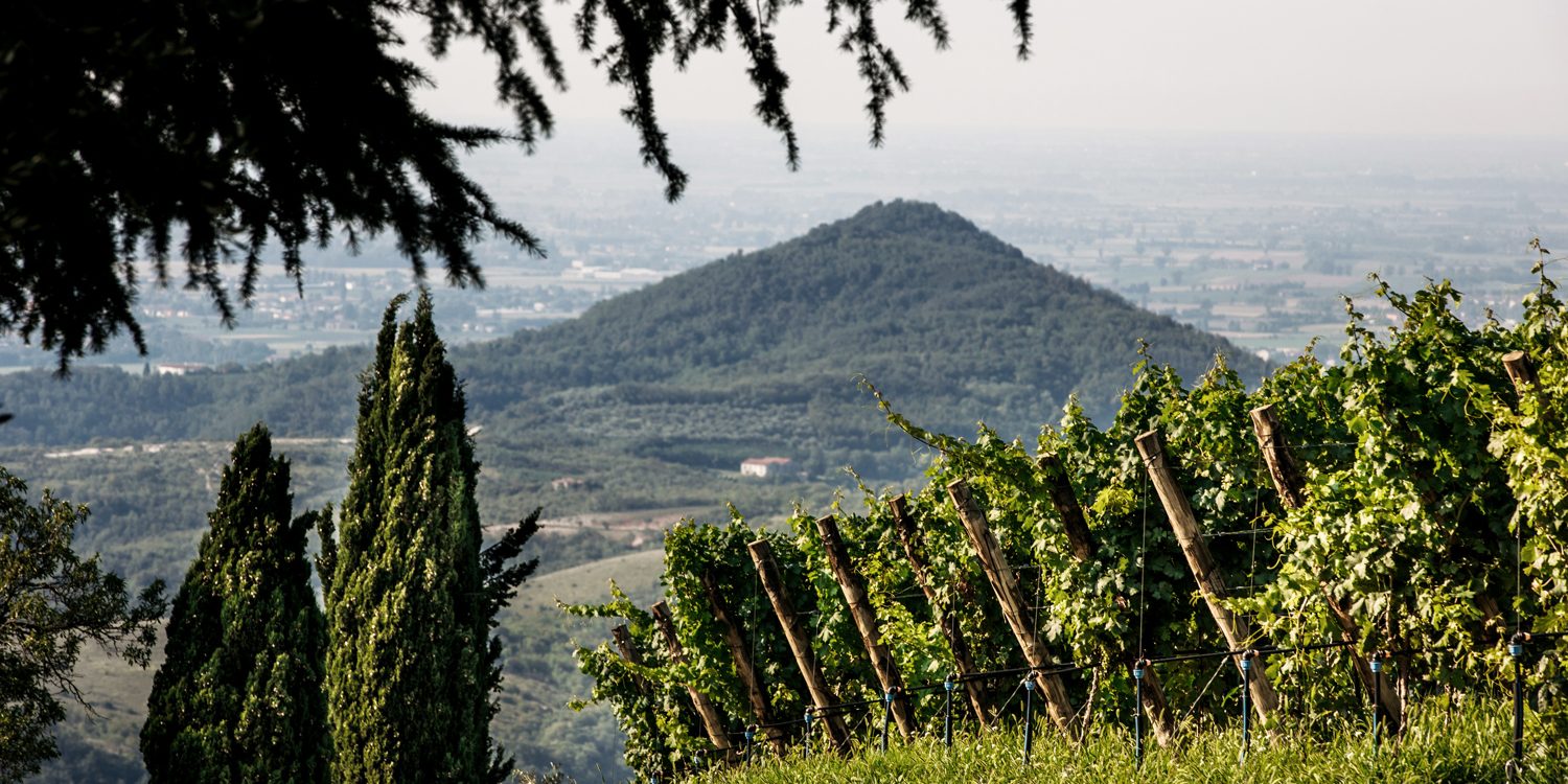vigneti-colli-euganei