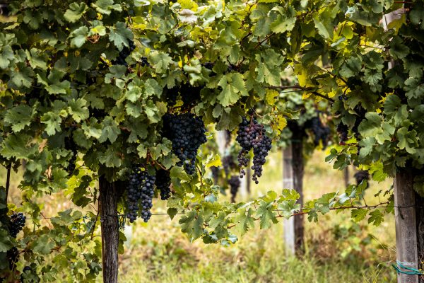 vigneti-uva-nera